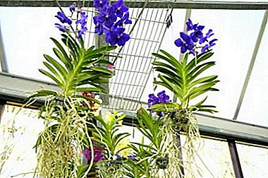 Jak nie zrujnować rośliny: tajemnice uprawy orchidei bez gleby w domu