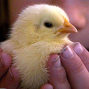 How to organize chick rearing, feeding and feeding properly?