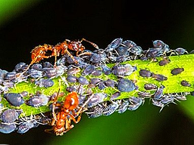Hvordan er kampen med bladlus på frukttrær? Effektive midler og stoffer