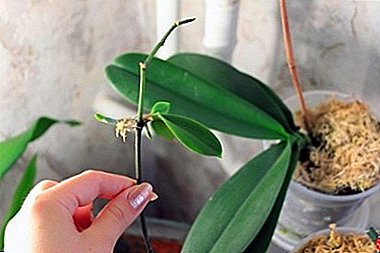 ¿Cómo plantar la raíz, en un tallo o en la orquídea phalaenopsis pedúnculo? Instrucciones paso a paso y otros matices.