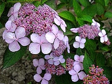 How to make friends with serrated hydrangea?