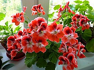How to water and how to feed pelargonium to get abundant flowering?