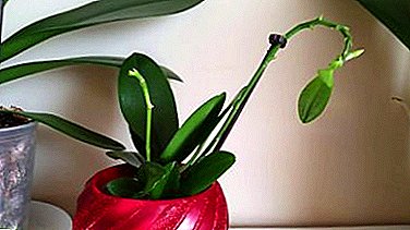 ¿Cómo conseguir orquídeas descendientes? Creciendo bebés en la espiga.