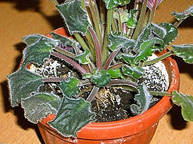 How to help your plant? All about diseases and pests of violets