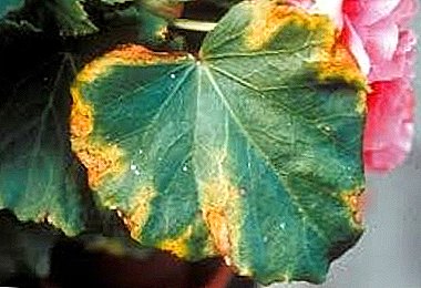 How to understand what is sick Begonia?