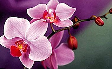 ¿Cómo entender que tu orquídea favorita fue golpeada por una garrapata? Fotos y métodos de control de plagas.