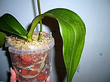 How to understand if an orchid needs drainage? Tips to help you make the right choice.