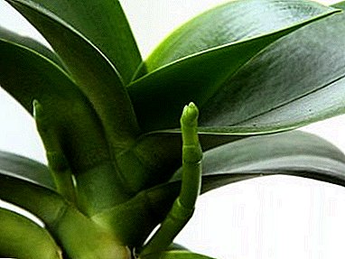 Kaip suprasti, kodėl phalaenopsis žydi, ir kaip ištaisyti situaciją?