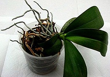 How to understand why the orchid does not bloom? All possible causes