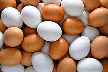 A tojások tárolása: a szabályok, módszerek, feltételek és feltételek