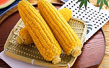 Как да правилно и колко дълго е необходимо да се свари царевицата в тенджера без кочани: рецепти и съвети