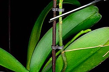 Hvordan skal man klippe orkidépudungen korrekt efter blomstringen, og skal det gøres?