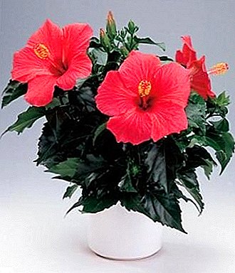 How to trim a hibiscus indoor? Give the Chinese rose shape!