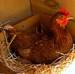 How to organize the feeding of laying hens to get a good result?