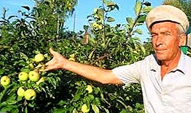 Hvordan plante og pleje Bely hælde æbletræer