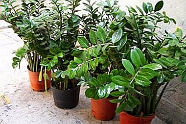 Comment planter une plante sans prétention - Zamioculkas ("arbre à dollar")?