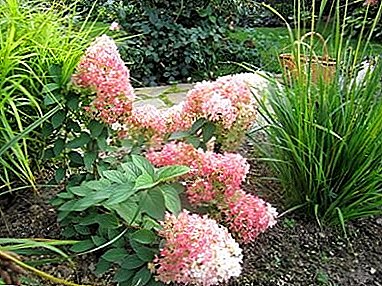 How to properly care for bobo paniculate hydrangea? Growing and preparing for winter