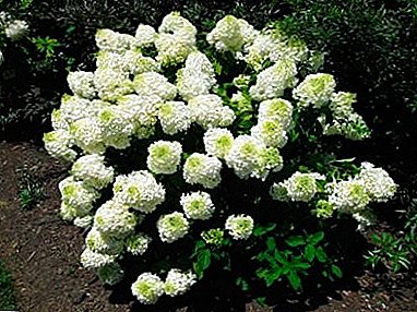 Hoe zorg je voor een hortensia phantom? Planten, overwinteren, fokken