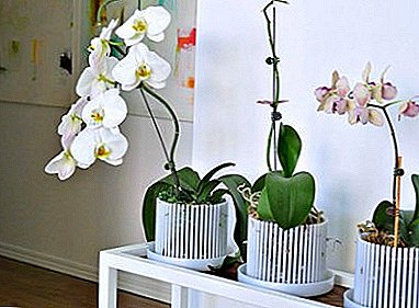 How to choose the right phalaenopsis pot? Is glass suitable?