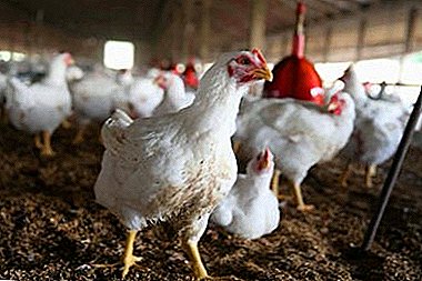 Kuidas hoolitseda kanade broilerite eest, millised on haiguste liigid ja nende ravi?