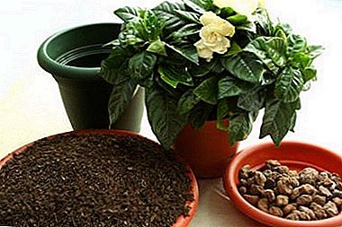 Cum să pregătiți solul și să transplantați gardenia la domiciliu?