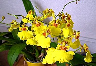Kuidas tuua maale mõned troopilised värvid või kõik kõige olulisemad ja huvitavamad asjad Oncidium orhideedest