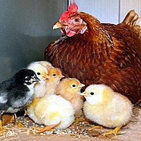 How to produce chickens under the hen correctly?