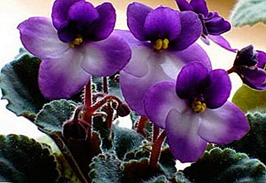 Est-il facile de faire pousser du violet tendre?