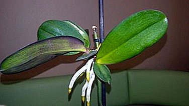 Miten viettää kotona orkideoiden lisääntymistä lapsilla ja missä tapauksissa tämä menetelmä toimii?