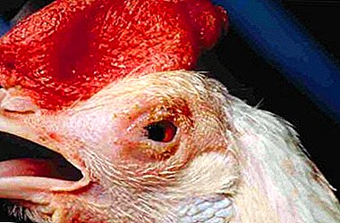 How does the plague appear in chickens and is it possible to cure this disease?