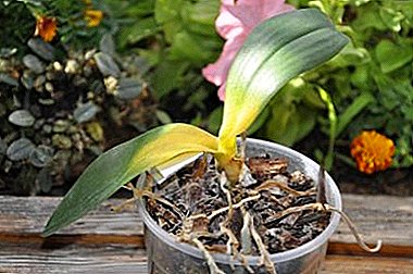 Kā atpazīt Phalaenopsis orhideju slimību un dziedēt zaļu draugu? Fotogrāfijas par slimībām un to ārstēšanu
