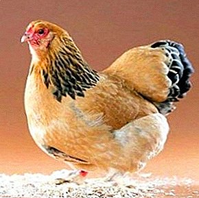 How to recognize hemophilia in chickens and what can a “normal” runny nose lead to?