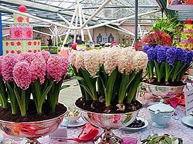 How to multiply and grow hyacinths at home?