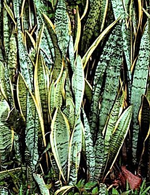 How to propagate sansevieriya? Leaf and vegetative method
