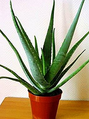 ¿Cómo plantar aloe en casa? Reglas de Aloe Transplant