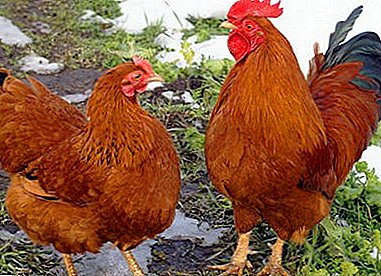 כיצד ליצור מזין אוטומטי עבור תרנגולות עם הידיים שלך?