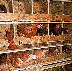 Hogyan készítsünk fészket tojótyúkok számára saját kezűleg: méretek és utasítások