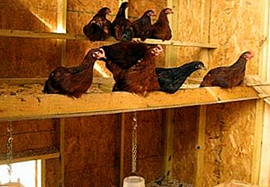 How to make a roost for chickens with their own hands: types and technology