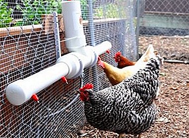 How to make drinkers for chickens with your own hands?