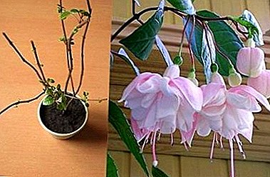 How to keep naughty beauty fuchsia in the winter in the basement or on the windowsill of an apartment?