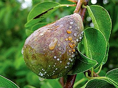 How to save trees from a bacterial burn of a pear?