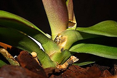 Wie gehe ich mit Fusarium um? Beschreibung der Krankheit, Fotos der betroffenen Orchidee und Behandlungstipps