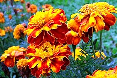 How to protect your favorite marigolds - the decoration of our sites - from diseases and pests?