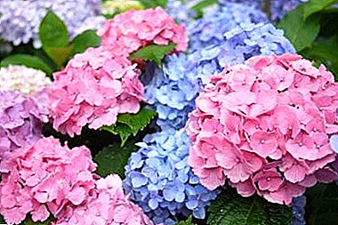 How to care for garden hydrangea: why does not bloom, how to change color and much more