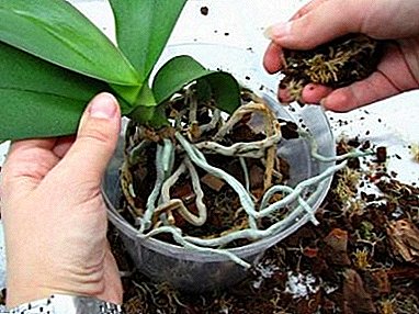 Ako sa starať o orchidea doma: tipy a triky pre Phalaenopsis, Wanda a trpaslík druhov