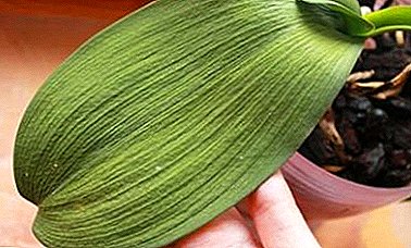 Miten hoitaa phalaenopsis-orkideoita, jos juuret, lehdet ja muut kasvinosat ovat kuivia, ja miksi näin tapahtuu?
