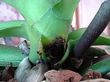 How to find out that the roots and other parts of the Phalaenopsis orchid are rotting? What to do to save the flower?