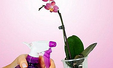 How to return to flowers the former freshness? All about feeding orchids with vitamins