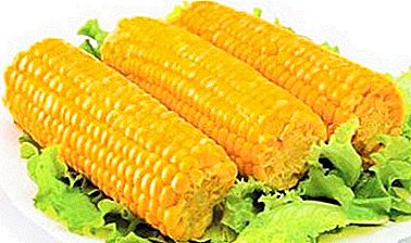 How to choose corn and cook properly if you bought tough?