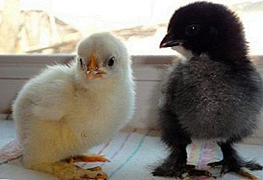 Hvad ser Kochinquin kyllingerne ud på billedet, og hvad er de særlige egenskaber for avlsfugle af denne race?